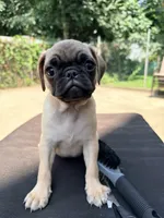 Nalga, a female Pug for sale in Queens, NY – 1 of 3