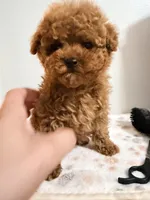 Toy pooki, a male Poodle - Toy  for sale in Queens, NY – Photo 2 of 4