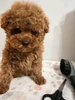 Toy pooki, a male Poodle - Toy  for sale in Queens, NY – Photo 3 of 4