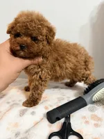 Toy pooki, a male Poodle - Toy  for sale in Queens, NY – Photo 4 of 4