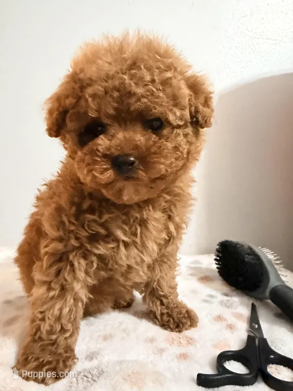 Toy pooki – Poodle - Toy  puppy for sale in Queens, NY