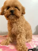 Lola , a female Cavapoo for sale in Queens, NY – Photo 3 of 5