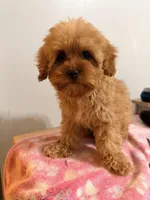 Lola , a female Cavapoo for sale in Queens, NY – Photo 4 of 5