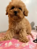 Lola , a female Cavapoo for sale in Queens, NY – Photo 5 of 5