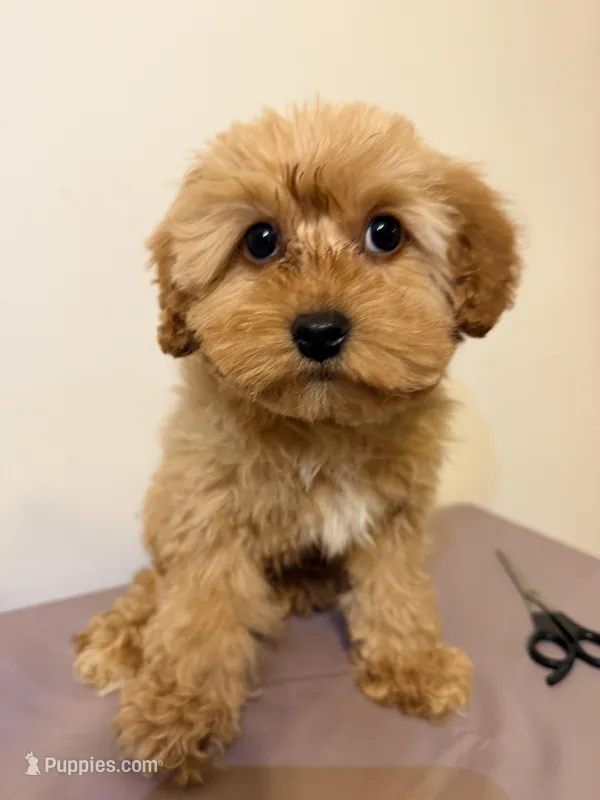 Lola  – Miniature Goldendoodle puppy for sale in Queens, NY