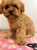 Lola , a female Cavapoo for sale in Queens, NY – Photo 2 of 5