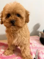 Lola , a female Cavapoo for sale in Queens, NY – Photo 1 of 5