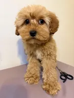 Lola , a female Miniature Goldendoodle for sale in Queens, NY – Photo 2 of 3