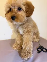 Lola , a female Miniature Goldendoodle for sale in Queens, NY – Photo 3 of 3