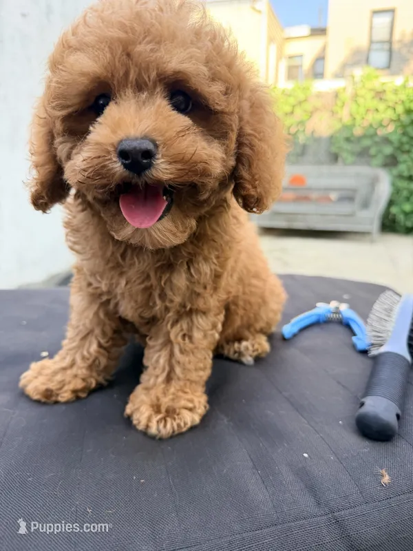 Cheeto  – Poodle - Toy  puppy for sale in Queens, NY