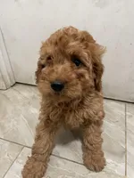 Tuko, a male Cavapoo for sale in Queens, NY – Photo 1 of 3