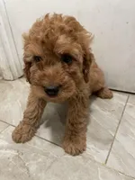 Tuko, a male Cavapoo for sale in Queens, NY – Photo 2 of 3