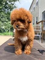 Pepina, a female Poodle - Miniature  for sale in Queens, NY – 2 of 2