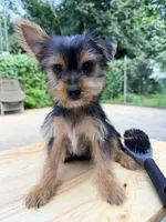 Tika, a female Yorkshire Terrier for sale in Queens, NY – 3 of 3
