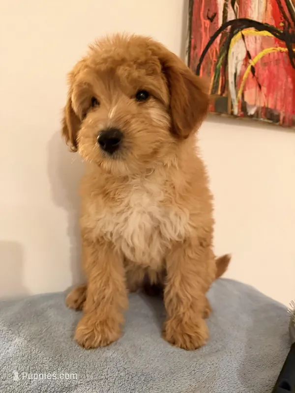 Chacha  – Miniature Goldendoodle puppy for sale in Queens, NY