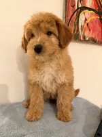 Chacha , a female Miniature Goldendoodle for sale in Queens, NY – Photo 2 of 3