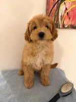 Chacha , a female Miniature Goldendoodle for sale in Queens, NY – Photo 3 of 3