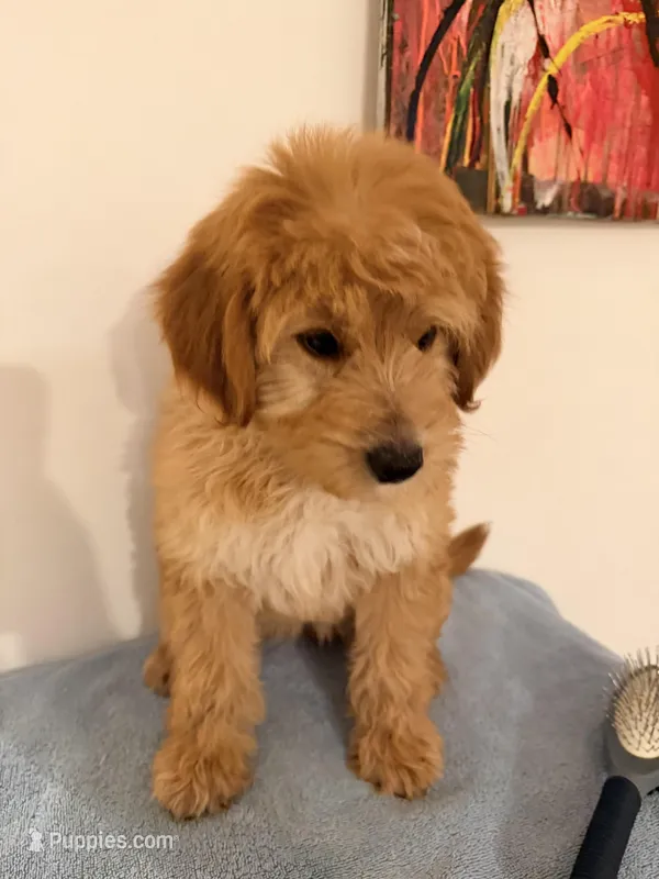 Chacha  – Miniature Goldendoodle puppy for sale in Queens, NY