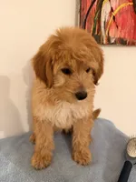 Chacha , a female Miniature Goldendoodle for sale in Queens, NY – Photo 1 of 3