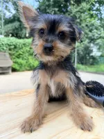 Tika, a female Yorkshire Terrier for sale in Queens, NY – 2 of 3