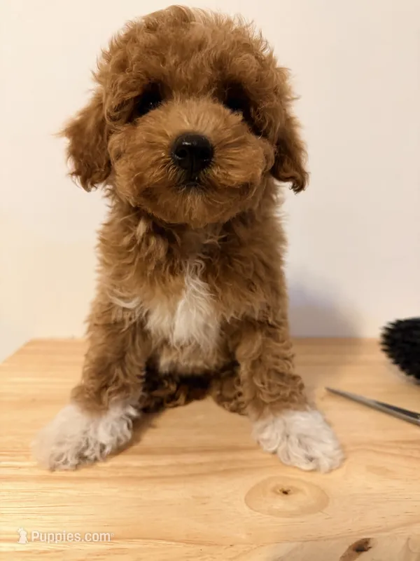 Boots – Poodle - Toy  puppy for sale in Queens, NY