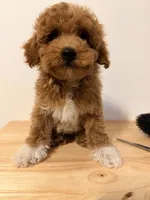 Boots, a female Poodle - Toy  for sale in Queens, NY – 1 of 3