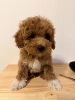 Boots, a female Poodle - Toy  for sale in Queens, NY – 3 of 3