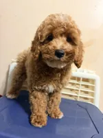 Lola , a female Cockapoo for sale in Queens, NY – 2 of 3