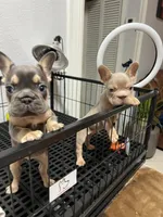 Baby Isabela boy, a male French Bulldog for sale in Queens, NY – Photo 3 of 3