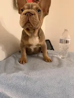 Baby Isabela boy, a male French Bulldog for sale in Queens, NY – Photo 2 of 3