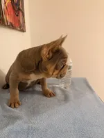 Baby Isabela boy, a male French Bulldog for sale in Queens, NY – Photo 3 of 3