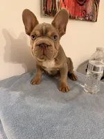 Baby Isabela boy, a male French Bulldog for sale in Queens, NY – Photo 1 of 3