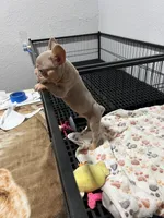 Baby Isabela boy, a male French Bulldog for sale in Queens, NY – Photo 2 of 3