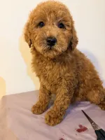 Kapo, a male Miniature Goldendoodle for sale in Queens, NY – Photo 2 of 2
