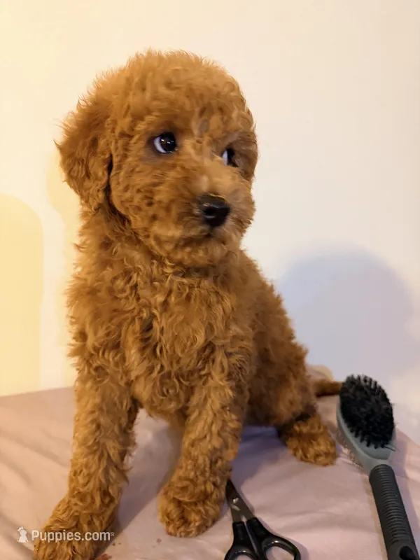 Kapo – Miniature Goldendoodle puppy for sale in Queens, NY