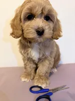 Papa , a female Cavapoo for sale in Queens, NY – Photo 4 of 4