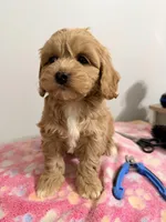 Papa , a female Cockapoo for sale in Queens, NY – Photo 2 of 5