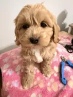 Papa , a female Cockapoo for sale in Queens, NY – Photo 1 of 5