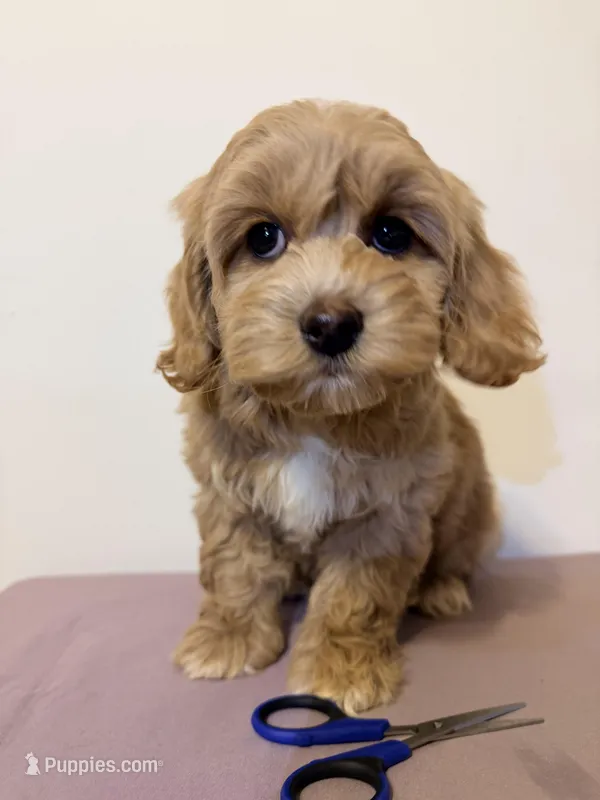 Papa  – Miniature Goldendoodle puppy for sale in Queens, NY