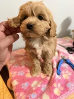 Papa , a female Cockapoo for sale in Queens, NY – Photo 5 of 5