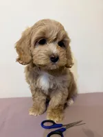 Papa , a female Cavapoo for sale in Queens, NY – Photo 2 of 4