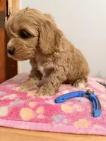 Papa , a female Cockapoo for sale in Queens, NY – Photo 4 of 5