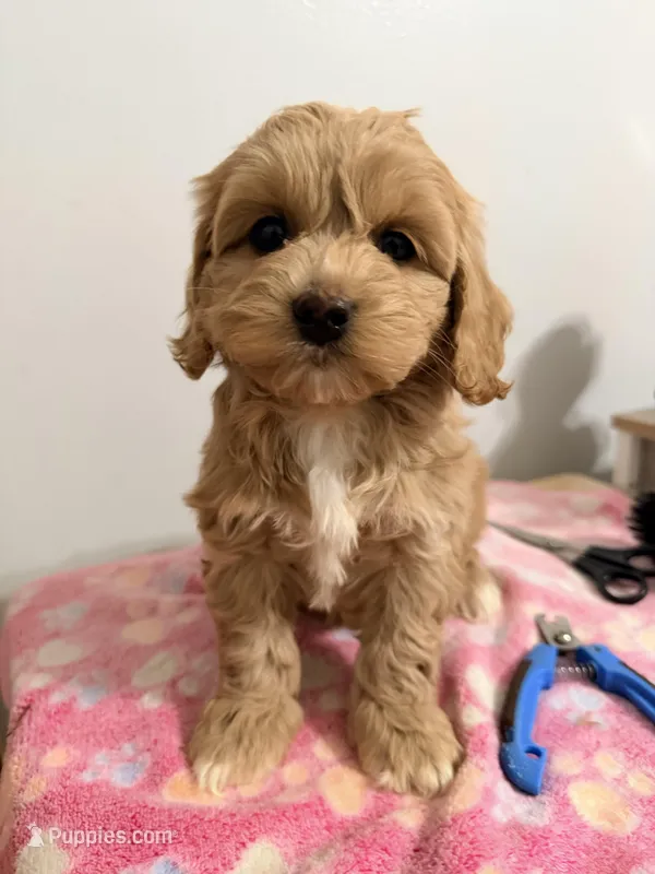 Papa  – Miniature Goldendoodle puppy for sale in Queens, NY