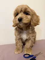 Papa , a female Cavapoo for sale in Queens, NY – Photo 3 of 4