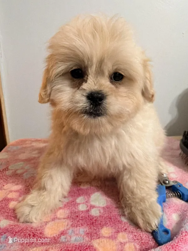 Pipa  – Maltipoo puppy for sale in Queens, NY