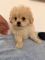 Pipa , a female Peekapoo for sale in Queens, NY – Photo 3 of 3