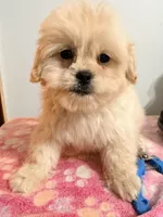 Pipa , a female Maltipoo for sale in Queens, NY – Photo 2 of 4