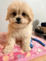 Pipa , a female Maltipoo for sale in Queens, NY – Photo 4 of 4