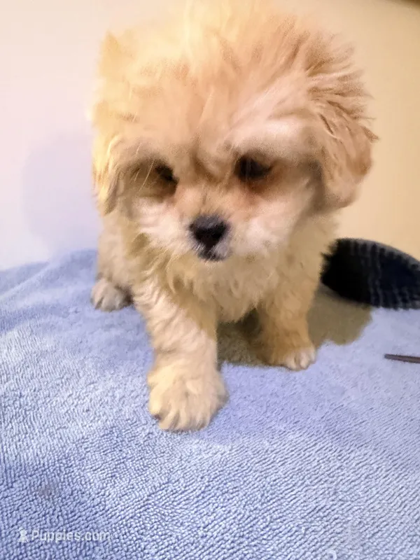 Pipa  – Peekapoo puppy for sale in Queens, NY