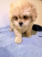 Pipa , a female Peekapoo for sale in Queens, NY – Photo 1 of 3